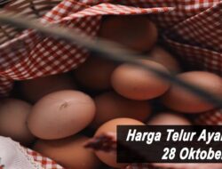 Harga Daging Ayam Broiler Hari Ini Kamis 28 Oktober 2021: Harga di Kediri Kembali Naik