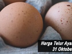 Harga Telur Ayam Ras Hari Ini Minggu 31 Oktober 2021: Harga Terpantau Masih Stabil