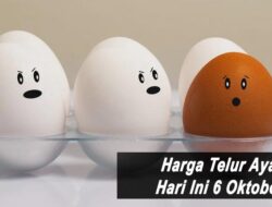 Harga Telur Ayam Ras Hari Ini Rabu 6 Oktober 2021: Di Lampung Harga Turun Rp 1.000 per Kilogram