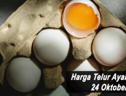 Harga Telur Ayam Ras Hari Ini Minggu 24 Oktober 2021: Harga di Lampung Rp 16.000 per Kilogram