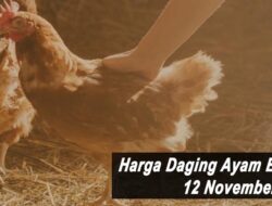 Harga Daging Ayam Broiler Hari Ini Jumat 12 November 2021: Harga Masih Stabil