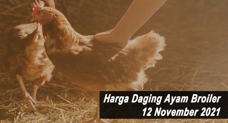 Harga Daging Ayam Broiler 12 November 2021