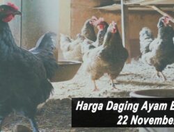 Harga Daging Ayam Broiler Hari Ini Senin 22 November 2021: Harga di Bali Stabil di Rp 19.500 per Kilogram