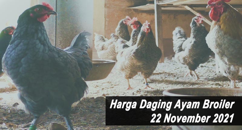 Harga Daging Ayam Broiler 22 November 2021