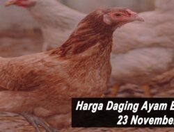 Harga Daging Ayam Broiler Hari Ini Selasa 23 November 2021: Harga di Yogyakarta Masih Stabil di Rp 18.000 per Kilogram