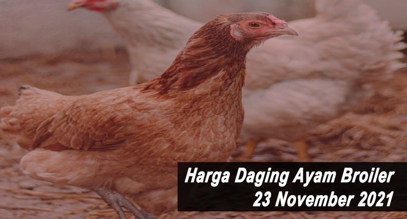 Harga Daging Ayam Broiler 23 November 2021