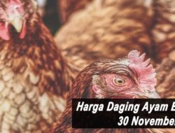 Harga Daging Ayam Broiler Hari Ini Selasa 30 November 2021: Harga di Lampung Masih Stabil