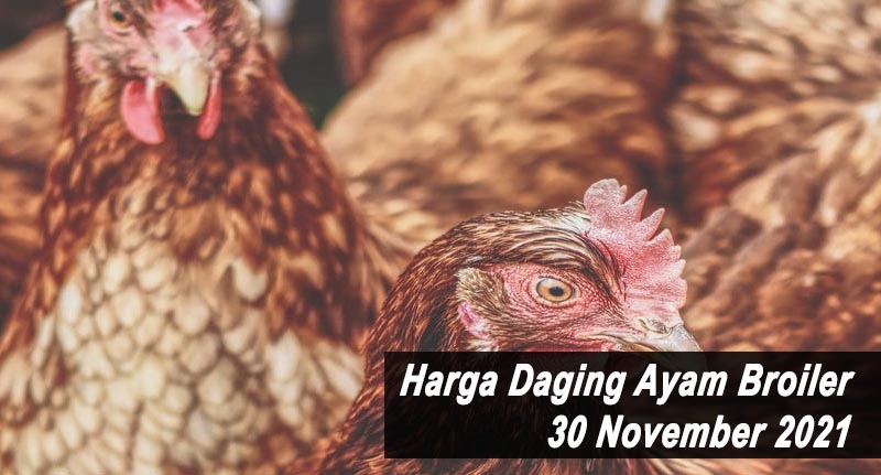 Harga Daging Ayam Broiler 30 November 2021