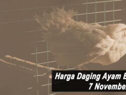 Harga Daging Ayam Broiler Hari Ini Minggu 7 November 2021: Harga Di Yogyakarta Turun Rp 500 per Kilogram