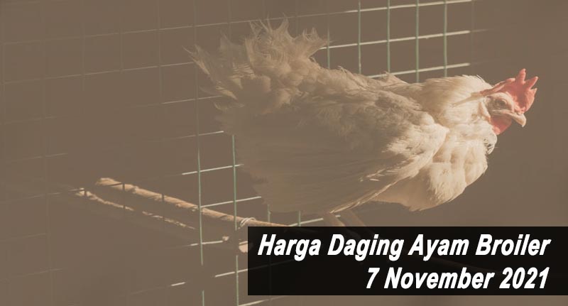 Harga Daging Ayam Broiler 7 November 2021