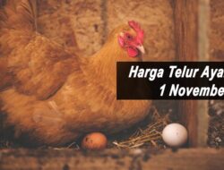 Harga Telur Ayam Ras Hari Ini Senin 1 November 2021: Harga di Malang Naik Rp 700 per Kilogram