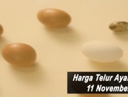 Harga Telur Ayam Ras Hari Ini Kamis 11 November 2021: Harga di Bogor Kembali Stabil