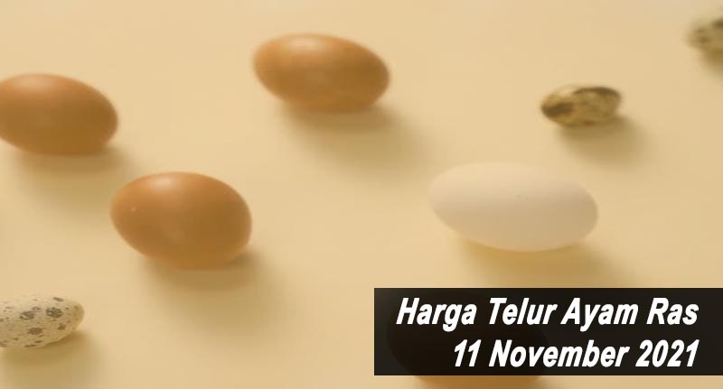 Harga Telur Ayam Ras 11 November 2021