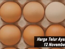 Harga Telur Ayam Ras Hari Ini Jumat 12 November 2021: Harga di Banjarmasin Naik Rp 1.000 per Kilogram