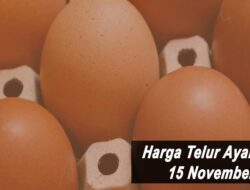 Harga Telur Ayam Ras Hari Ini Senin 16 November 2021: Harga di Lampung Masih Stabil di Rp 21.500 per Kilogram