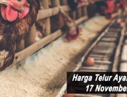 Harga Telur Ayam Ras Hari Ini Rabu 17 November 2021: Harga di Yogya Masih Stabil Rp 21.000 per Kilogram