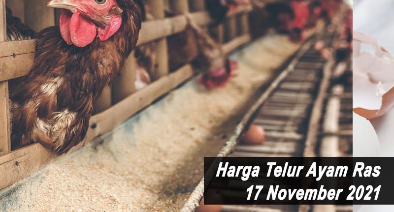 Harga Telur Ayam Ras 17 November 2021