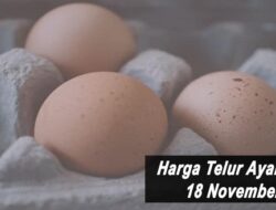 Harga Telur Ayam Ras Hari Ini Kamis 18 November 2021: Harga di Surabaya Naik Rp 200 per Kilogram