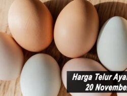 Harga Telur Ayam Ras Hari Ini Sabtu 20 November 2021: Harga di Blitar Turun Rp 600 per Kilogram