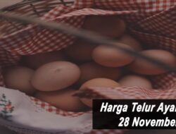 Harga Telur Ayam Ras Hari Ini Minggu 28 November 2021: Harga di Surabaya Rp 18.500 per Kilogram