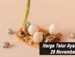 Harga Telur Ayam Ras Hari Ini Senin 29 November 2021: Harga di Blitar Turun Rp 500 per Kilogram