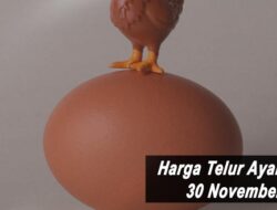 Harga Telur Ayam Ras Hari Ini Selasa 30 November 2021: Harga di Lampung Turun Rp 1.000 per Kilogram