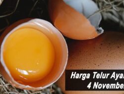 Harga Telur Ayam Ras Hari Ini Kamis 4 November 2021: Harga Terus Naik Hingga Rp 1.000 per Kilogram