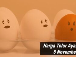Harga Telur Ayam Ras Hari Ini Jumat 5 November 2021: Harga di Sumatera Barat Naik Rp 1.000 per Kilogram