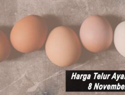 Harga Telur Ayam Ras Hari Ini Senin 8 November 2021: Harga di Malang Terus Melonjak