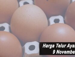 Harga Telur Ayam Ras Hari Ini Selasa 9 November 2021: Harga di Kediri Kembali Naik Rp 1.000 per Kilogram