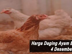 Harga Daging Ayam Broiler Hari Ini Sabtu 4 Desember 2021: Harga di Bengkulu Turun Rp 500 per Kilogram