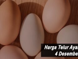 Harga Telur Ayam Ras Hari Ini Sabtu 4 Desember 2021: Harga di Blitar Naik Rp 100 per Kilogram