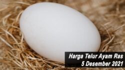 Harga Telur Ayam Ras 5 Desember 2021