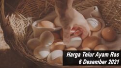 Harga Telur Ayam Ras 6 Desember 2021