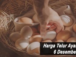 Harga Telur Ayam Ras Hari Ini Senin 6 Desember 2021: Harga di Jember Turun Rp 500 per Kilogram