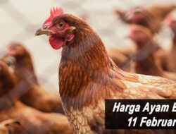 Harga Ayam Broiler Hari Ini Jumat 11 Februari 2022: Harga di JaTeng Stabil di Rp 17.000