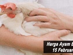 Harga Ayam Broiler Hari Ini Selasa 15 Februari 2022: Harga di Banjarmasin di Angka Rp 26.000