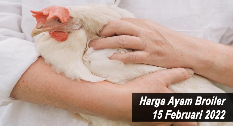 Harga Ayam Broiler 15 Februari 2022