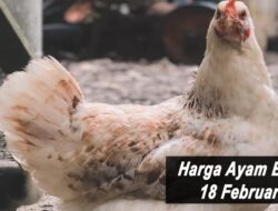 Harga Ayam Broiler Hari Ini Jumat 18 Februari 2022: Rentan Harga di Bali Turun Rp 500