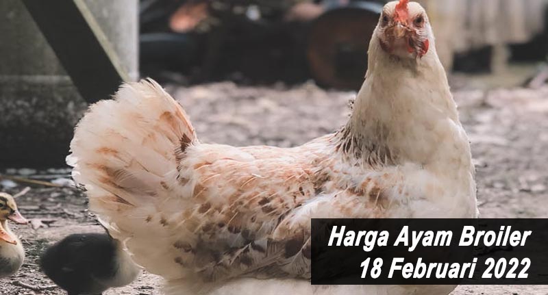 Harga Ayam Broiler 18 Februari 2022