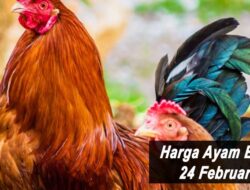 Harga Ayam Broiler Hari Ini Kamis 24 Februari 2022: Harga di Yogyakaerta Kembali Naik Rp 500