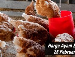 Harga Ayam Broiler Hari Ini Jumat 25 Februari 2022: Harga di Yogyakarta Terus Meroket