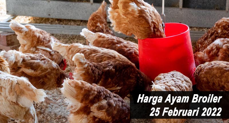 Harga Ayam Broiler 25 Februari 2022