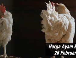Harga Ayam Broiler Hari Ini Sabtu 26 Februari 2022: Harga di Yogyakarta Masih Terus Meroket