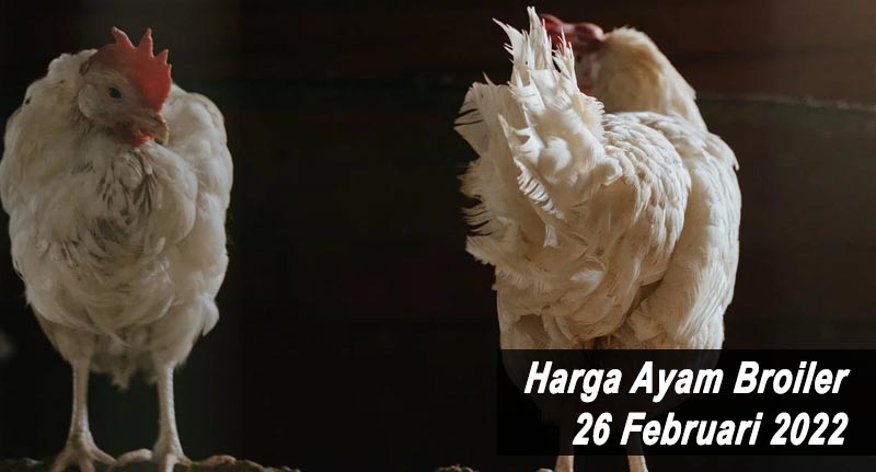 Harga Ayam Broiler 26 Februari 2022