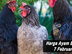 Harga Ayam Broiler Hari Ini Senin 7 Februari 2022: Harga di Yogyakarta Turun Rp 500
