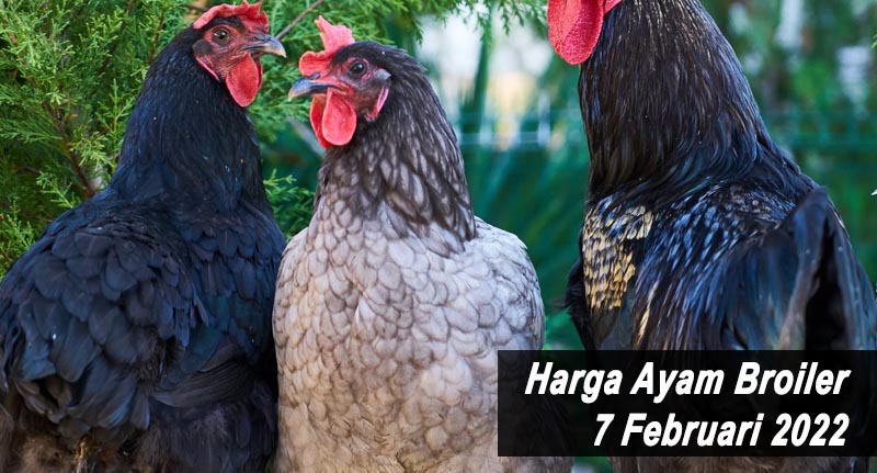 Harga Ayam Broiler 7 Februari 2022