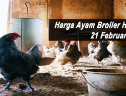 Harga Ayam Broiler Hari Ini Senin 21 Februari 2022: Harga di JaTeng Berkisar Rp 15.000 – Rp 16.000