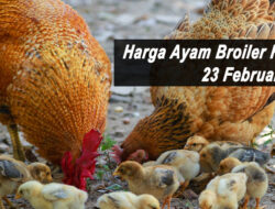 Harga Ayam Broiler Hari Ini Rabu 23 Februari 2022: Harga di SulSel Turun Rp 1.000