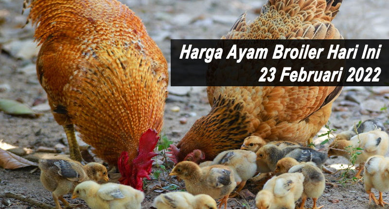 Harga Ayam Broiler Hari Ini 23 Februari 2022